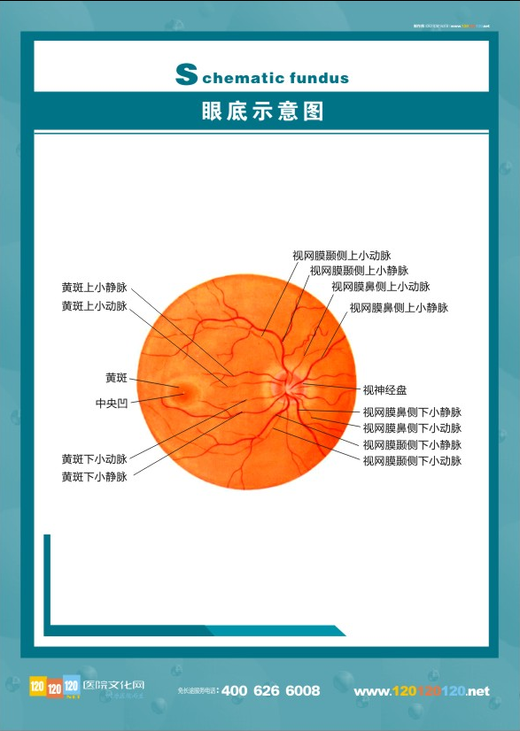 眼肌示意圖