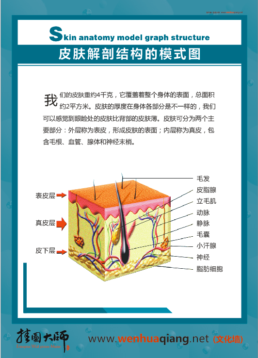 皮膚科解剖圖-皮膚解剖結(jié)構(gòu)的模式圖