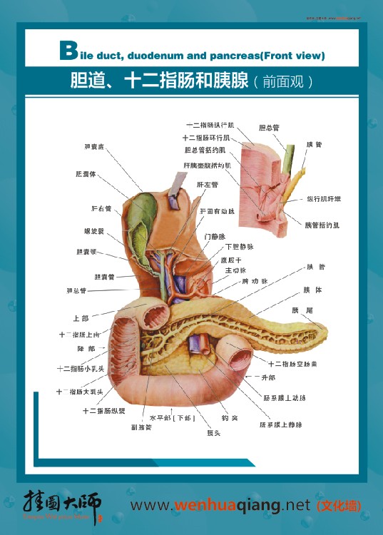 腸道、十二指腸和胰腺（前面觀）