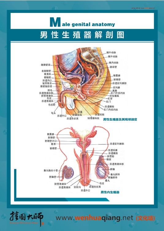 男性生殖器解剖圖