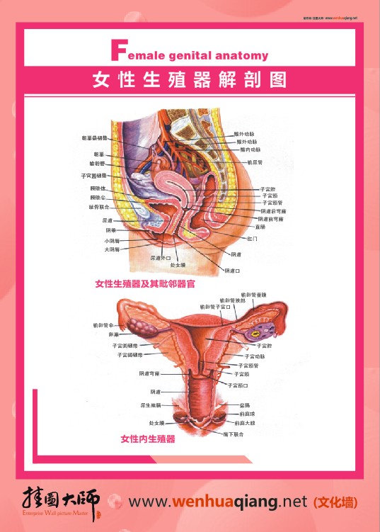 女性生殖器解剖圖