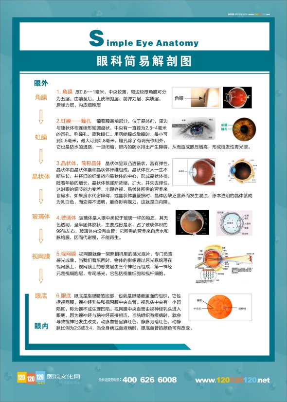 眼科簡易解剖圖