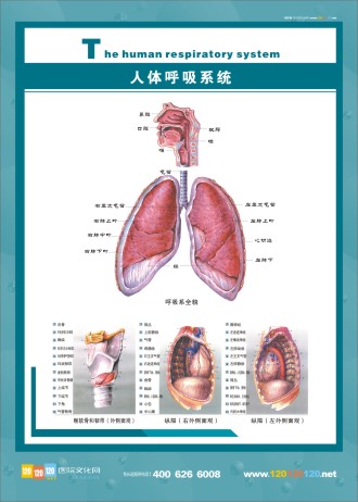 人體呼吸系統(tǒng)示意圖 呼吸系統(tǒng)結(jié)構(gòu)圖 人體呼吸系統(tǒng)圖片 人體呼吸系統(tǒng)圖 呼吸系統(tǒng)解剖圖 