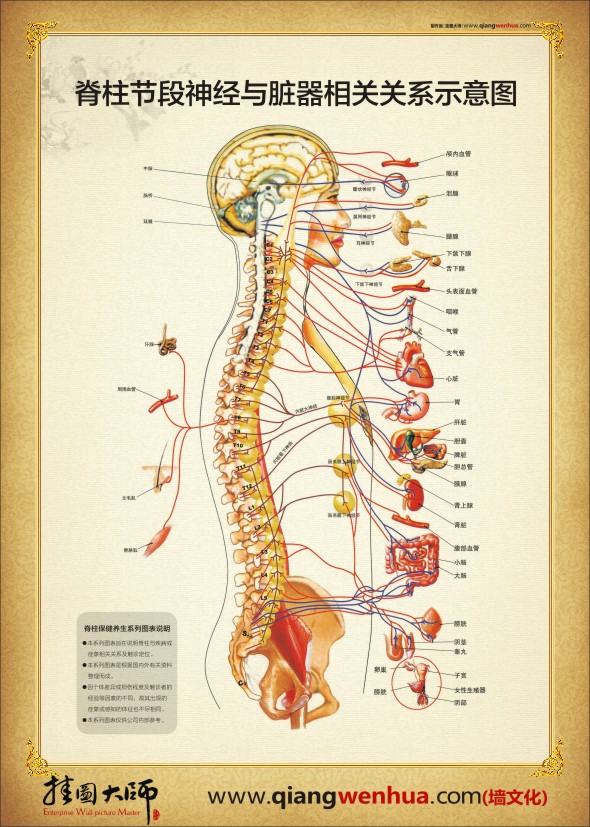 人體系統(tǒng)結(jié)構(gòu)示意圖  人體結(jié)構(gòu)解剖圖