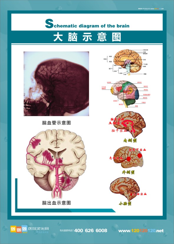 人體大腦結(jié)構(gòu)圖-大腦示意圖