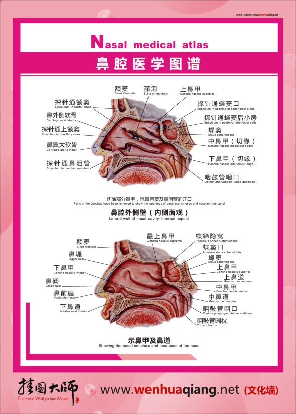 鼻腔醫(yī)學圖譜   人體結構解剖圖  人體結構圖 