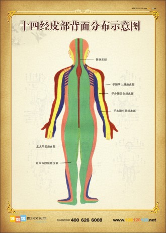 人體常用穴位背面圖 人體背部穴位示意圖 人體背部穴位圖 十四經皮部背面分布示意圖