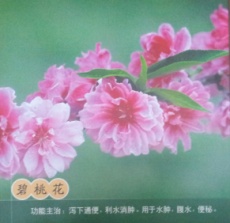 中草藥圖片 碧桃花